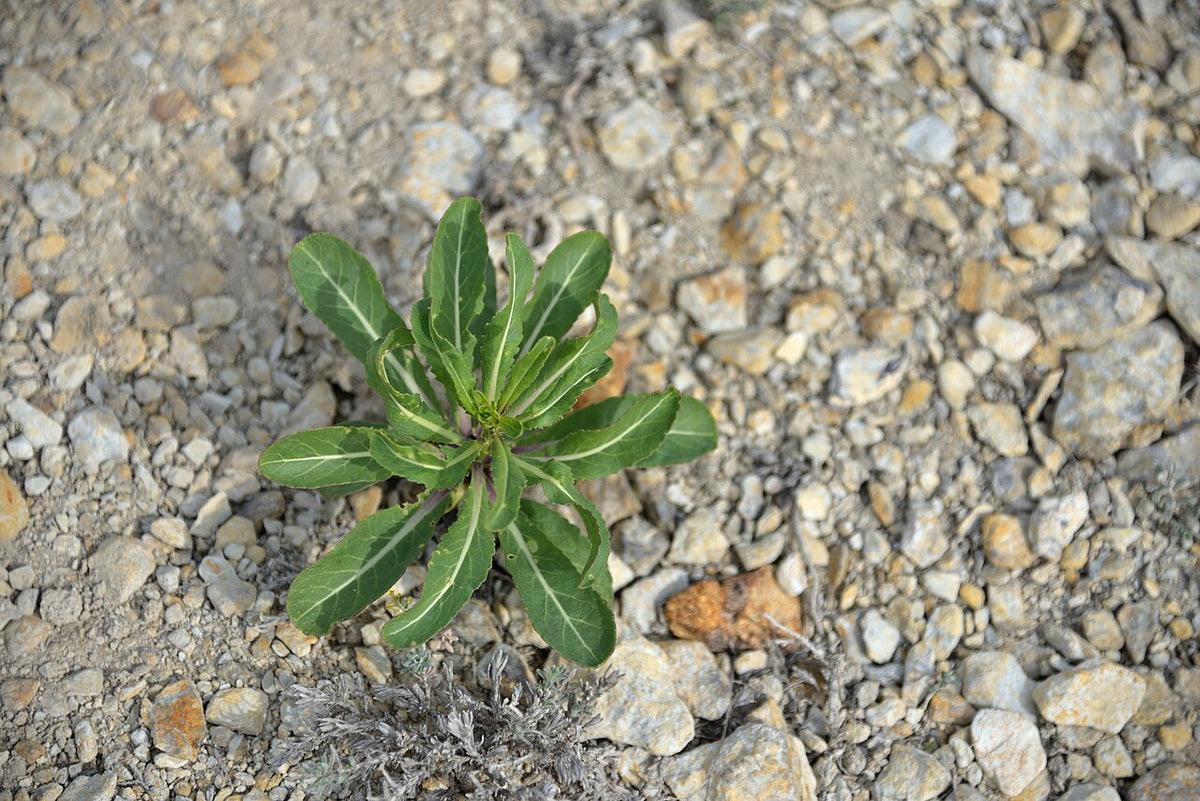 Isatis Root Tincture: The Cold-Season Herb Behind Ban Lan Gen