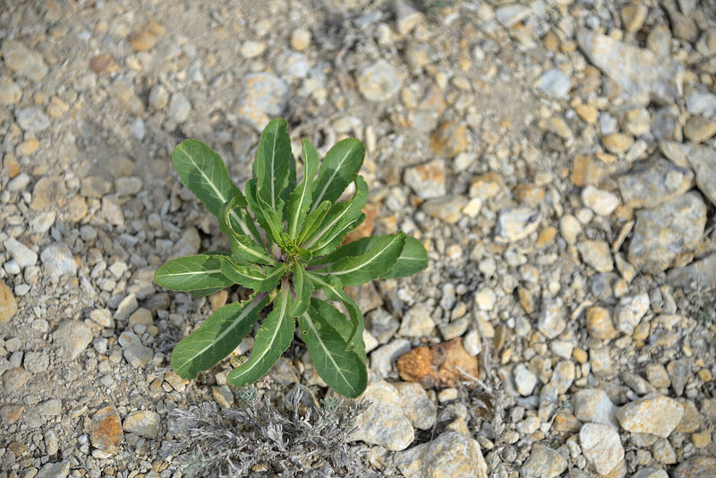 Isatis Root Tincture: The Cold-Season Herb Behind Ban Lan Gen