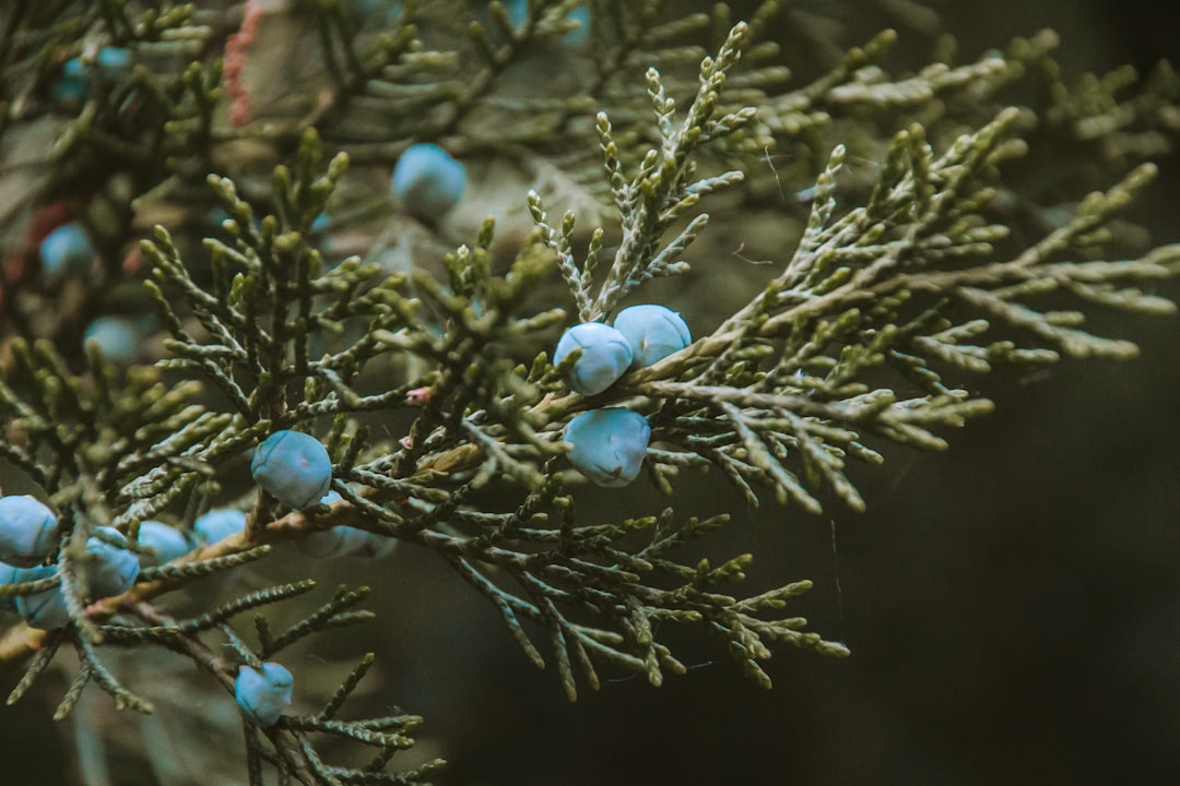 Juniper tincture benefits, ripe blue juniper berries on the branch