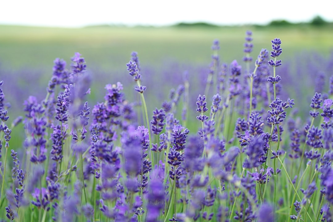 Lavender tincture for sleep — Lavandula angustifolia in bloom