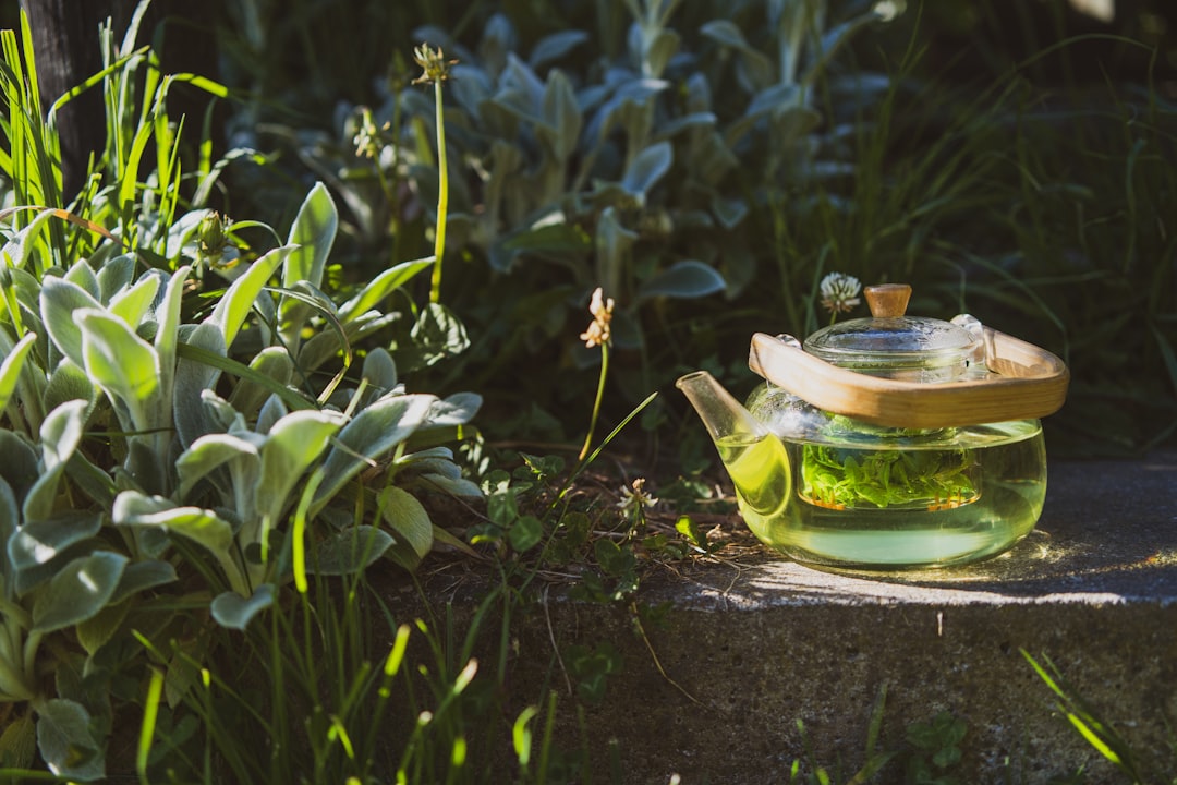 Glass teapot steeping lemon balm herb tea in a garden setting