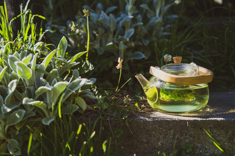 Glass teapot steeping lemon balm herb tea in a garden setting