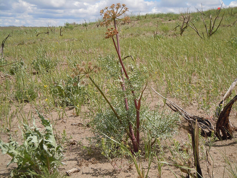 Lomatium Tincture for Immunity: The Western Root for Cold Season