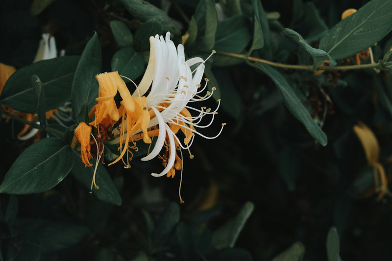 Honeysuckle Tincture Benefits: Your Cold Season Flower Ally