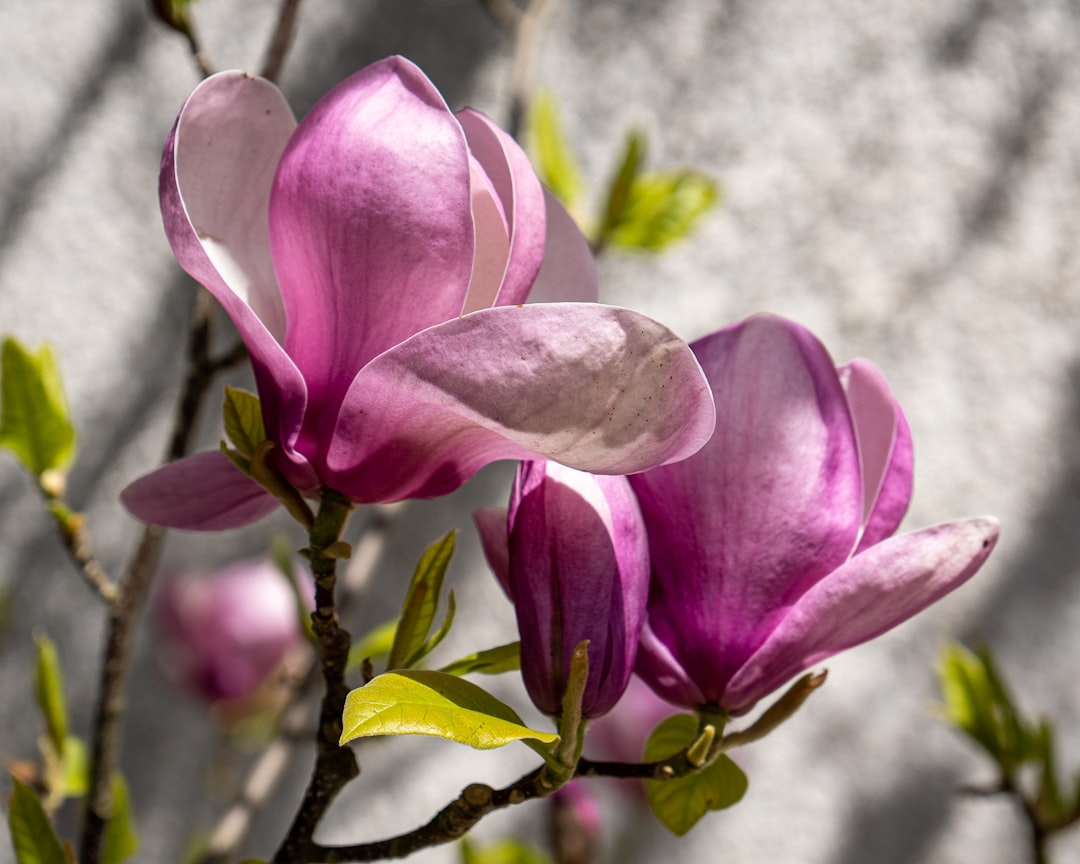 Magnolia Bark Tincture for Sleep: A Calm Evening Ritual