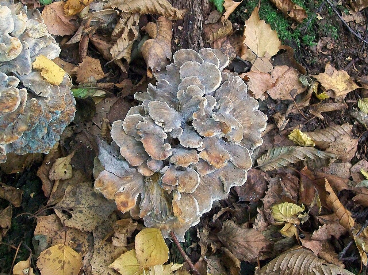 Maitake tincture benefits come from the hen of the woods mushroom growing at the base of a tree
