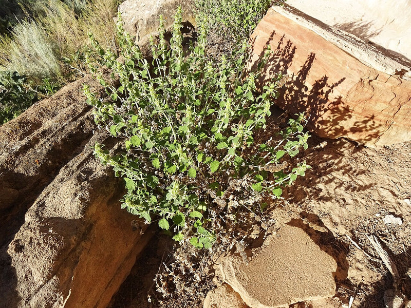 Horehound Tincture for Cough: A Cozy-Season Classic
