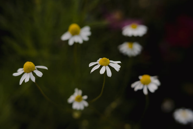Chamomile tincture for sleep, with fresh Matricaria recutita flowers