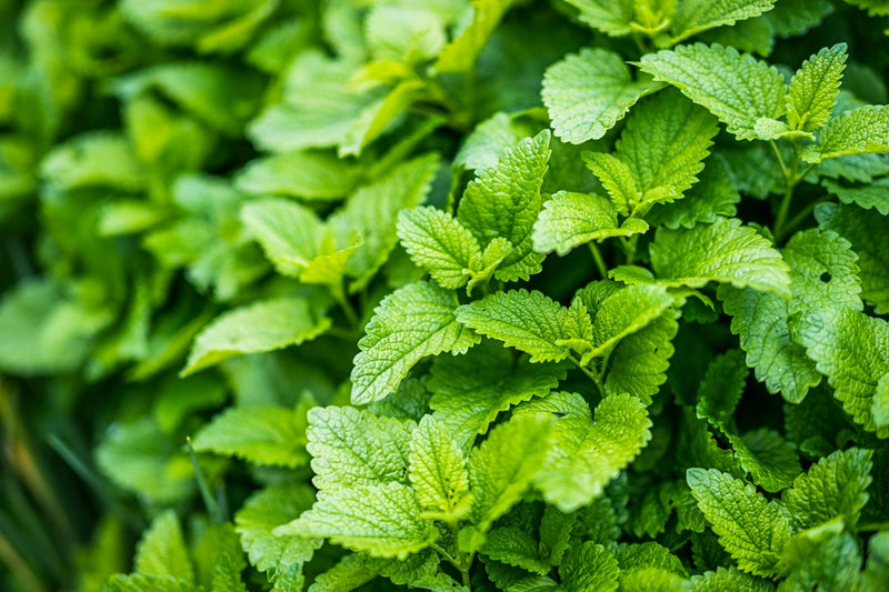 Lemon balm tincture for sleep, fresh Melissa officinalis leaves