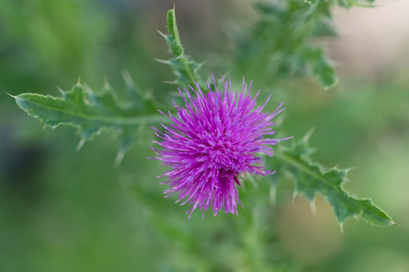 milk thistle plant purple flower for liver health