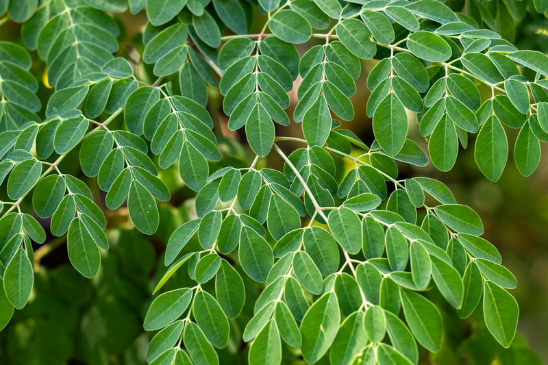 Moringa Tincture Benefits: What the Drumstick Tree Actually Offers