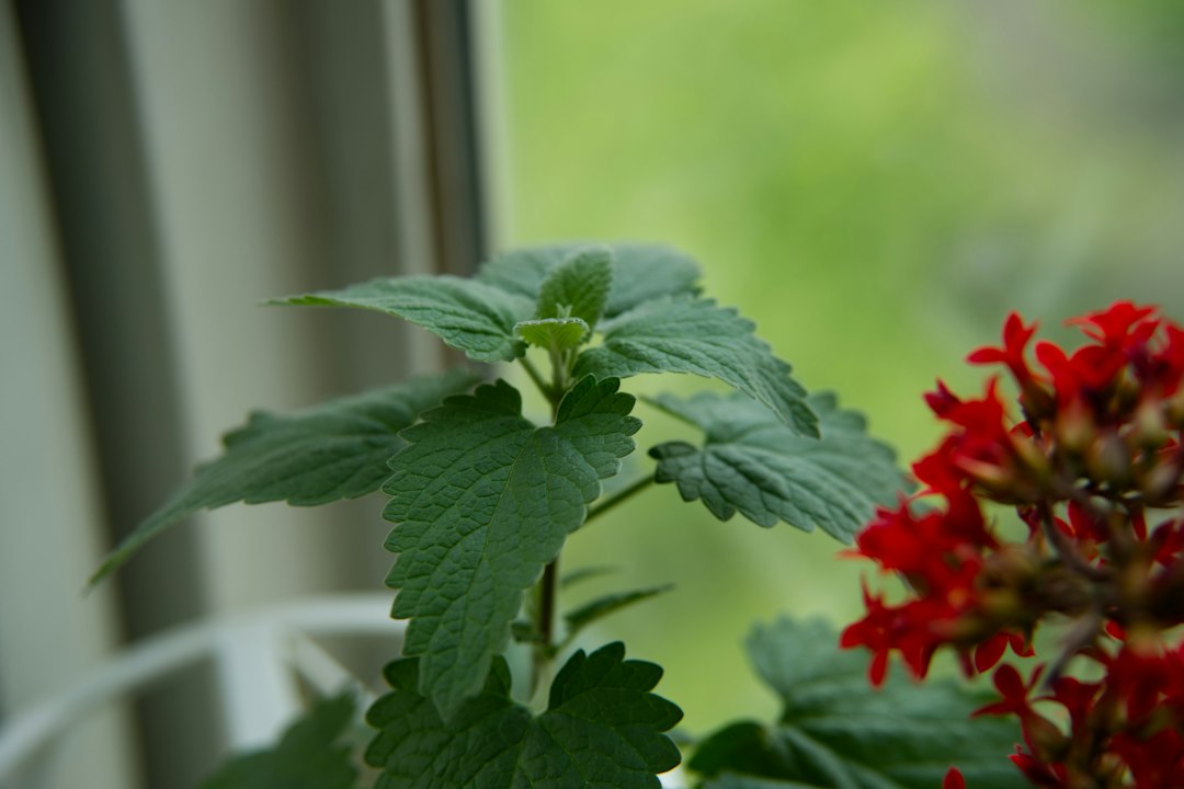 Catnip Tincture Benefits: The Calming Herb Hiding in Plain Sight