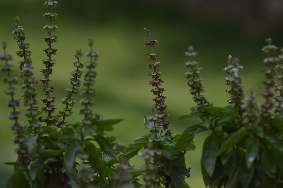 Holy basil tincture for stress, fresh Tulsi plant in bloom