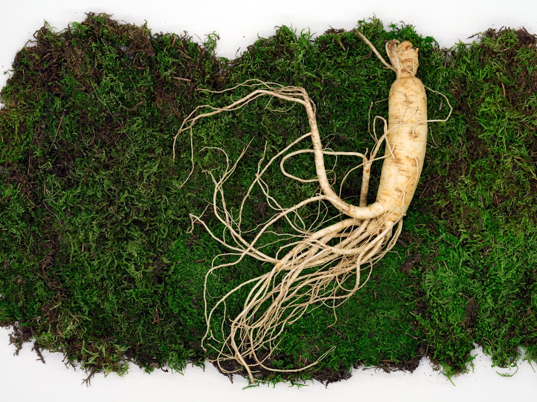 Korean red ginseng tincture for energy, Panax ginseng root