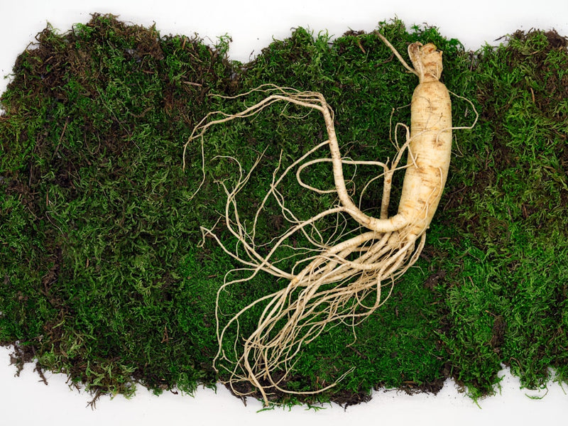 Korean red ginseng tincture for energy, Panax ginseng root