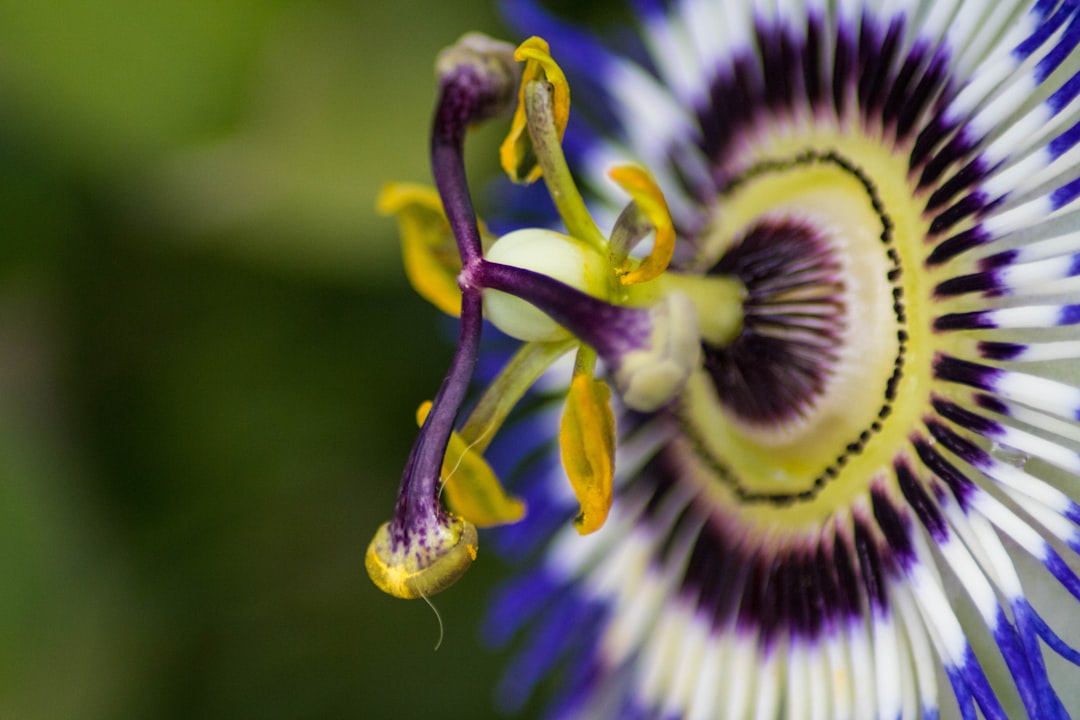 Passionflower — Passiflora incarnata — a traditional herb for anxiety and sleep