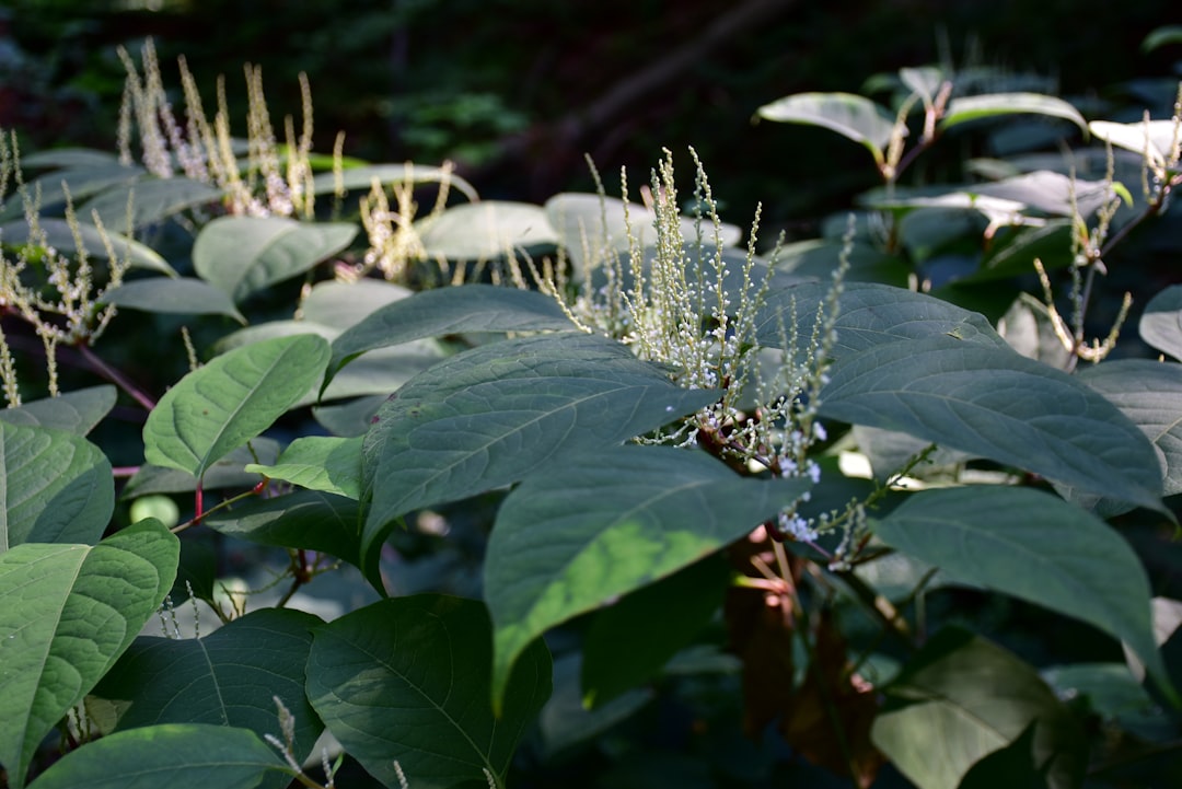 Japanese Knotweed Tincture Benefits: The Resveratrol Herb Explained