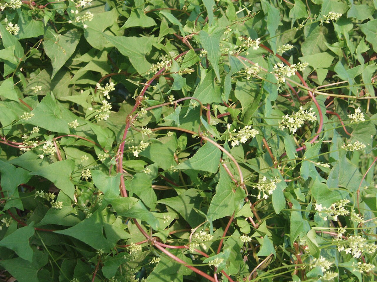 Fo-Ti Tincture for Hair: Benefits, Uses, and What to Know