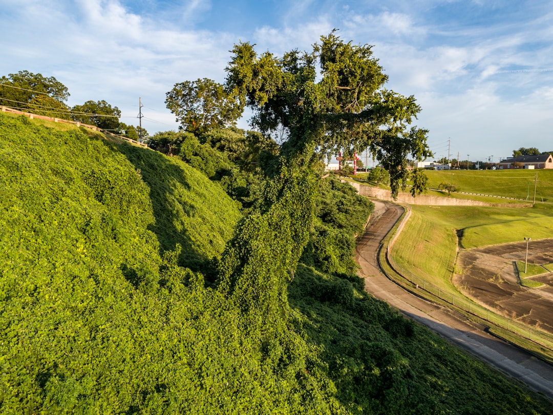 Kudzu Root Tincture Benefits: The Vine Behind Mindful Drinking