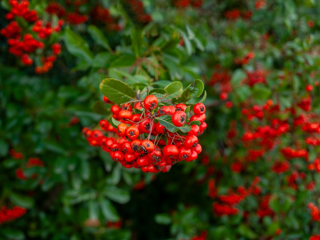Red schisandra berries on a lush plant — schisandra berry for stress resilience