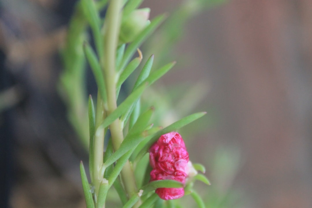 Rhodiola rosea plant with pink flowers growing in alpine terrain