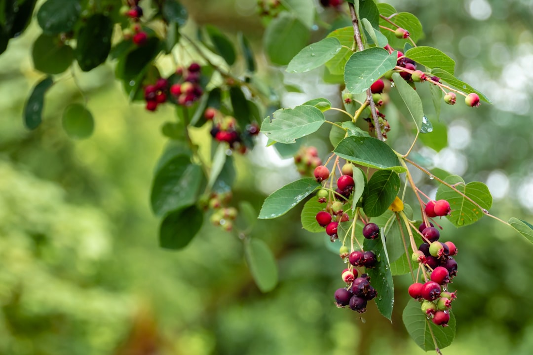 elderberry tincture for immune support, dark purple Sambucus nigra berries on a branch