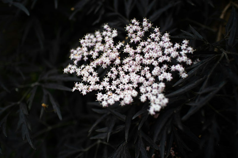 Elder Flower Tincture for Colds: Benefits and How to Use It