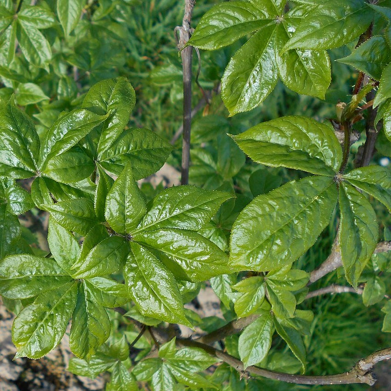 Siberian Ginseng Tincture Benefits: Your Guide to Eleuthero