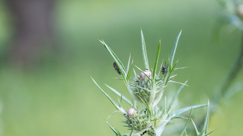Milk thistle tincture for liver: Silybum marianum plant in bloom