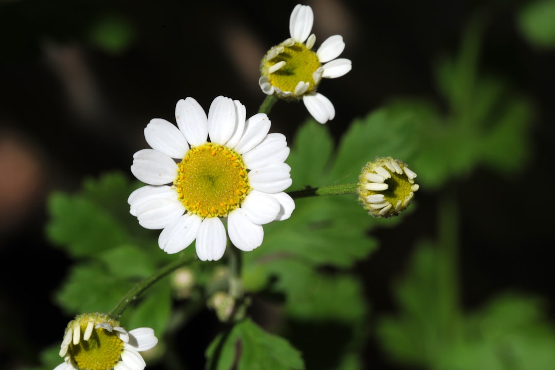 Feverfew tincture for migraines, white Tanacetum parthenium flowers in bloom