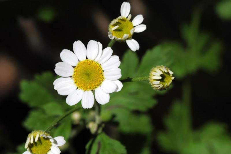 Feverfew tincture for migraines, white Tanacetum parthenium flowers in bloom