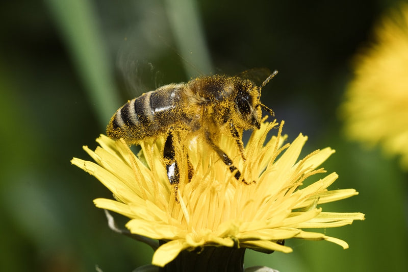 Dandelion root tincture benefits start with the dandelion plant in bloom