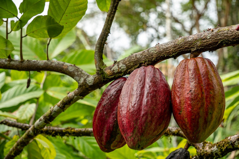 Cacao tincture benefits come from cocoa pods on a Theobroma cacao tree