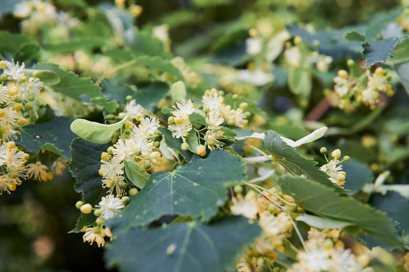 Linden Tincture for Stress: A Calm-Nerves Guide to Tilia