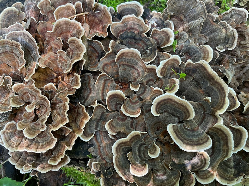 Turkey Tail Tincture Benefits: A Guide to the Immune Mushroom