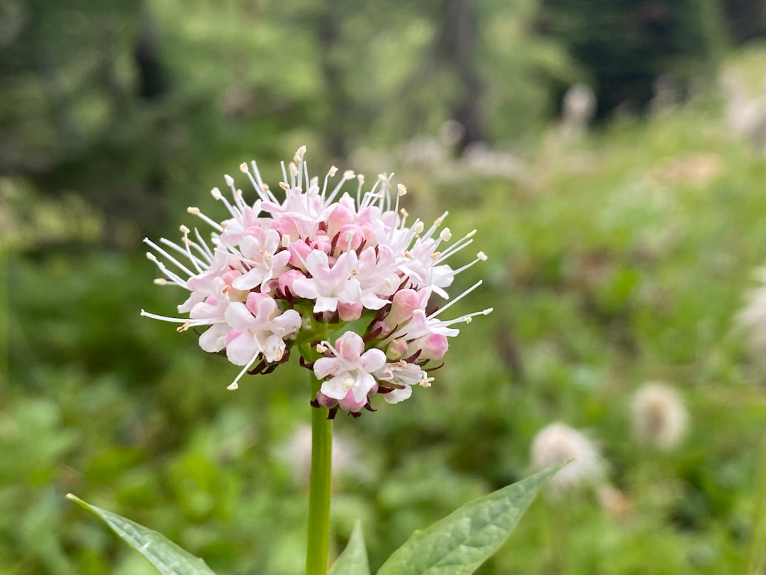 Valerian root flowers — Valeriana officinalis in bloom