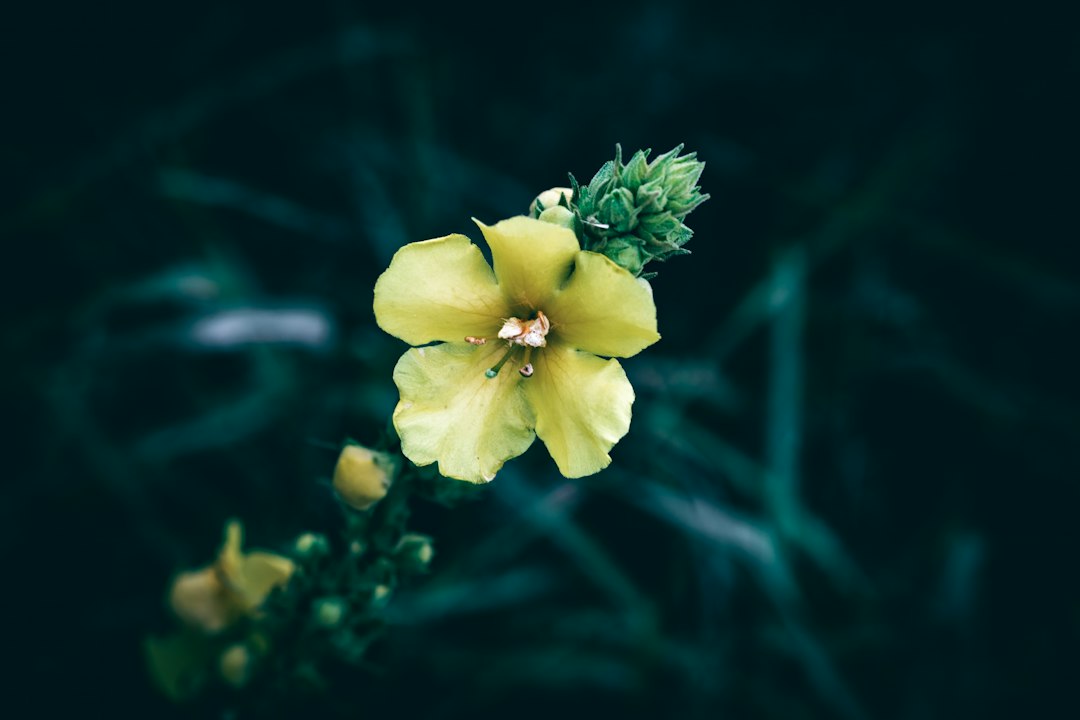 Mullein Tincture for Lungs: Benefits and How to Use It