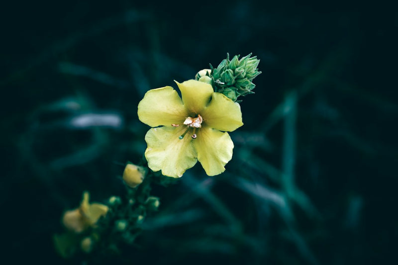 Mullein Tincture for Lungs: Benefits and How to Use It