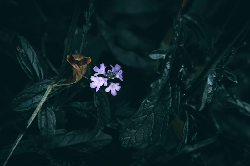 Blue Vervain Tincture Benefits: The Herb for People Who Cannot Switch Off