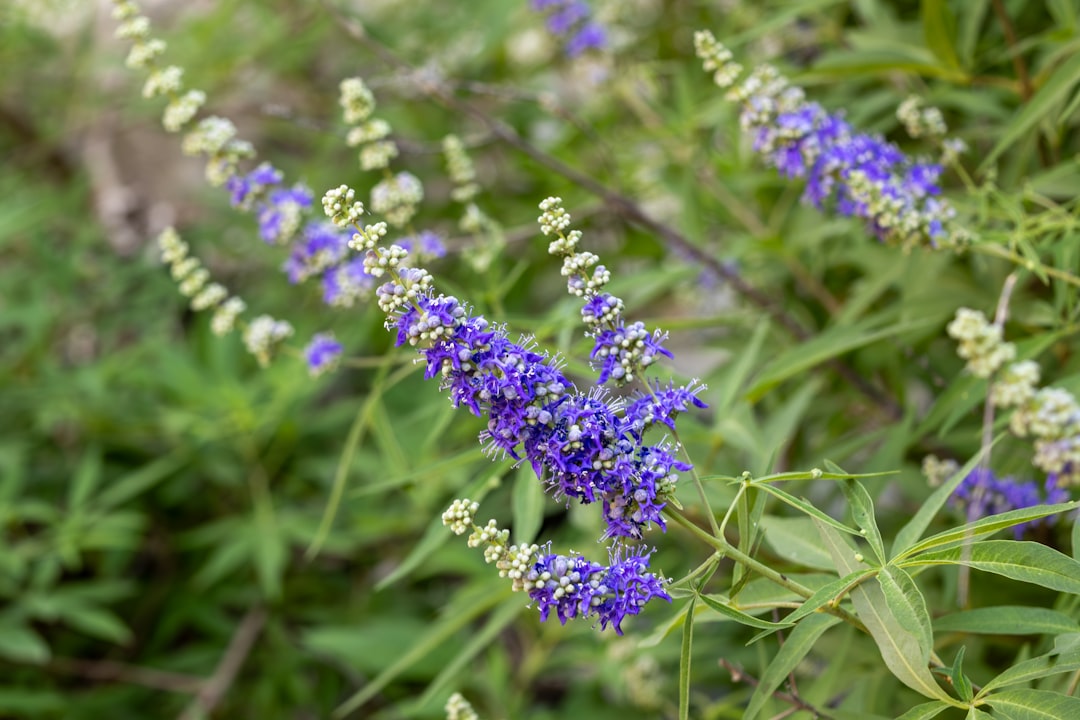 Chasteberry Tincture for Hormonal Balance: A Complete Guide