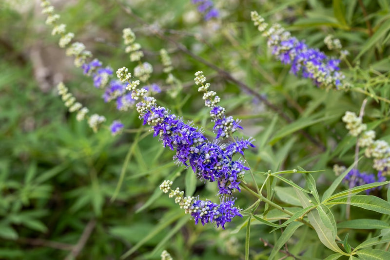 Chasteberry Tincture for Hormonal Balance: A Complete Guide