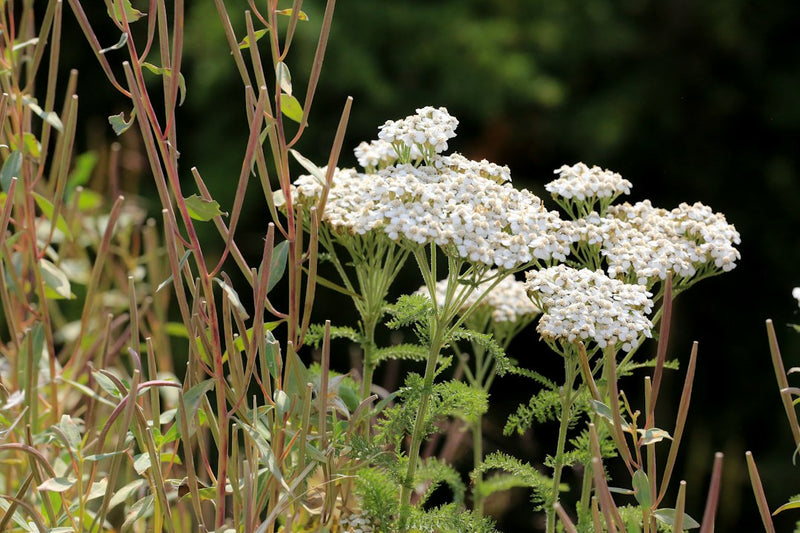 Yarrow Tincture Benefits: The Feathery Herb Behind Calm Digestion