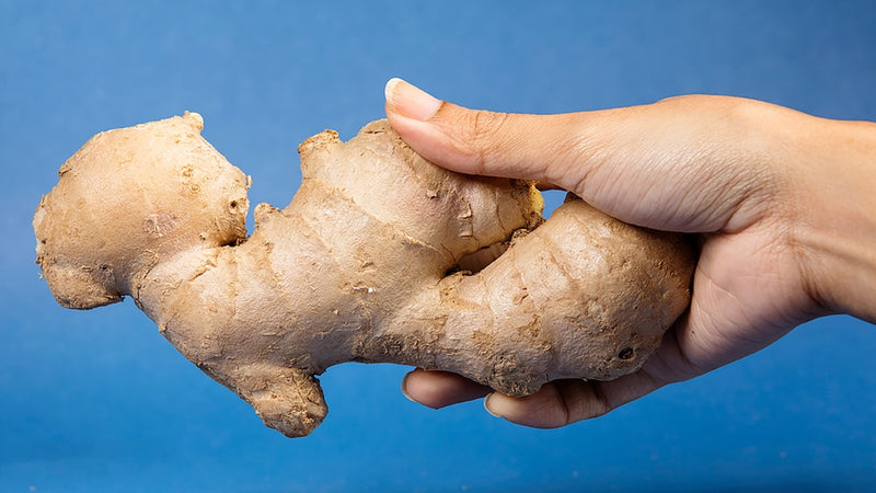 Fresh ginger root held in hand, illustrating ginger tincture benefits for digestion and wellness
